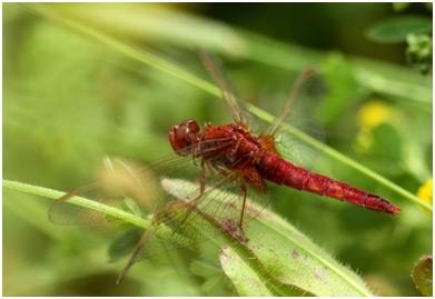 Crocothemis erythraea femelle androchrome